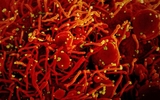 Hệ số sinh sôi (reprodukcja) của virus. Nó cho ta biết khi nào bỏ được các hạn chế. Hệ số sinh sôi (reprodukcja) của virus. Nó cho ta biết khi nào bỏ được các hạn chế.