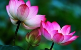 Lời cảm tạ
Lời cảm tạ