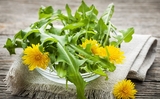 7 tác dụng chữa bệnh 'thần kì' của bồ công anh 7 tác dụng chữa bệnh 'thần kì' của bồ công anh