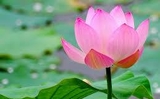 Thông báo mời nghe giảng pháp. Thông báo mời nghe giảng pháp.