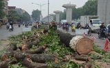 Ra lệnh chặt mùa Thu Ra lệnh chặt mùa Thu