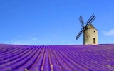 Màu tím lavande trong các món ăn miền Provence