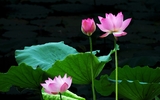 Lời cảm ơn Lời cảm ơn