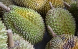 Ăn sầu riêng (durian) và uống rượu có thể gây ra tử vong! Ăn sầu riêng (durian) và uống rượu có thể gây ra tử vong!