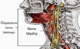 Dây thần kinh phế vị (tiếng Ba Lan: nerw błędny) – làm thế nào để „đánh thức” nó sao cho có lợi cho sức khỏe? Dây thần kinh phế vị (tiếng Ba Lan: nerw błędny) – làm thế nào để „đánh thức” nó sao cho có lợi cho sức khỏe?