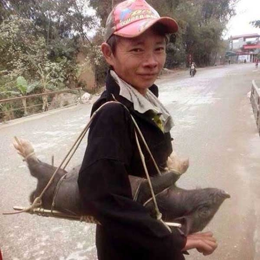 Tôi nuôi lợn ỉ Tôi nuôi lợn ỉ